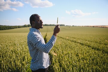 Farmer is standing in his growing wheat field. He is examining crops after sowing