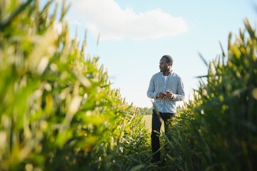 African American man explores huge wheat field at sunlight. Black agriculturist enjoys working on plantation with good harvest