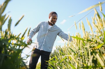Farmer is standing in his growing wheat field. He is examining crops after sowing