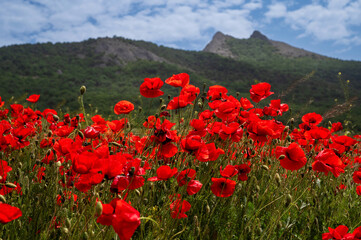 Beautiful poppy field in the highlands on a sunny day
