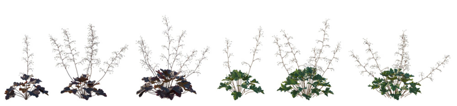 Set of 6 Heuchera micrantha (crevice alumroot, or small-flowered alumroot) frontal isolated png on a transparent background perfectly cutout high resolution