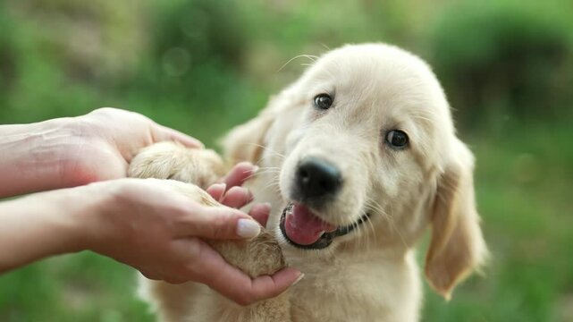 Amazing portrait of adorable golden retriever puppy on summer backdrop. Tiny dog