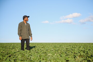 Young farmer is showing his growing soybean field