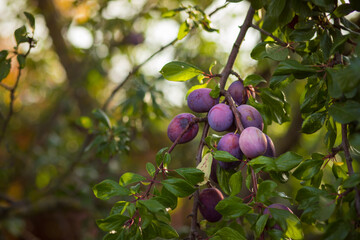 Plum tree with ripe purple plum fruits. Branches with juicy fruits. Plum tree in an orchard