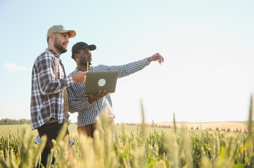 Two multiracial farmer standing in a wheat field with laptop, They are examining crop at sunset