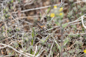 A Cactus Coreid (Chelinidea vittiger) Bug in Colorado foliage