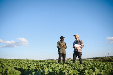 Two farmers in a field examining soy crop.