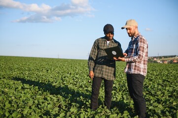 Two farmers in a field examining soy crop.