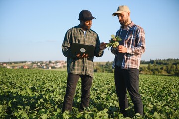 Two farmers in a field examining soy crop at sunset
