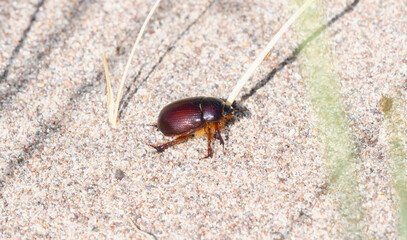 A Brown Carrot Beetle (Ligyrus gibbosus) on Sandy Ground in Colorado at Great Sand Dunes National Park