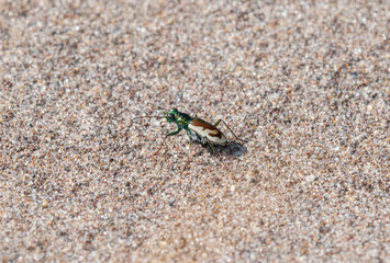 Colorado Dune Tiger Beetle (Cicindela theatina) on Sand at Great Sand Dunes National Monument in Colorado