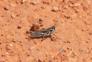Club-Horned Grasshopper (Aeropedellus clavatus) on Red Soil in Colorado