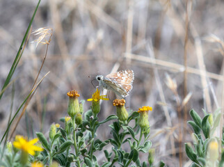 Common Checkered Skipper (Burnsius communis) Butterfly on Yellow Flowers in Colorado