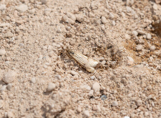 Crambid Snout Moth (Family Crambidae) Resting on Gravel in Colorado