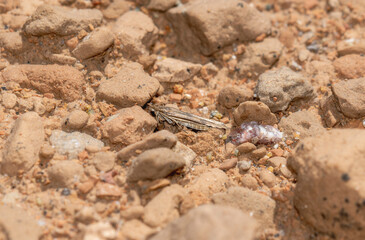 Crambid Snout Moth (Family Crambidae) Resting On Rocks In Colorado