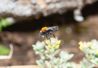 A Mourning Bee (Genus Melecta); a species of Cuckoo Bee; Foraging on a Flower in Colorado