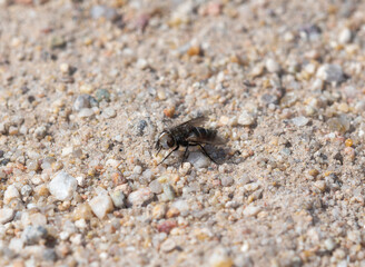 Cutworm Fly (Genus Gonia) on Colorado Sand