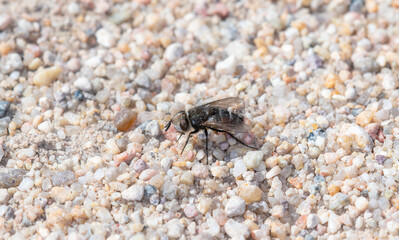 Cutworm Fly (Genus Gonia) on Gravel in Colorado