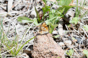 A Field Crescent (Phyciodes pulchella) Butterfly Perched on a Rock in Colorado