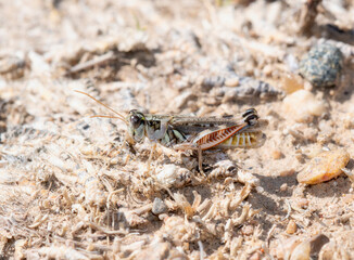 Flabellate Grasshopper (Melanoplus occidentalis) in Colorado on a Sunny Day