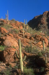 Desert Scrubland And Cacti © Designpics