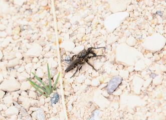 Cyrtopogon Robber Fly Resting On Gravel In Colorado