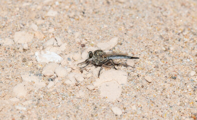 Efferia Robber Fly Perched on Sandy Ground in Colorado