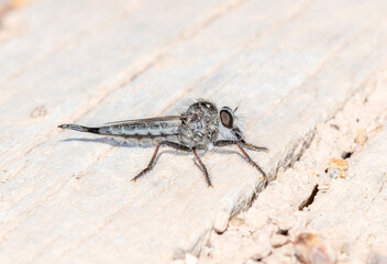 Efferia Robber Fly Resting on a Wooden Surface in Colorado