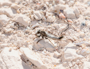 Efferia Robber Fly Perched on a Rock in Colorado