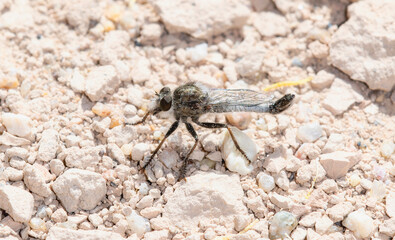 Efferia Robber Fly Perched on Gravel in Colorado