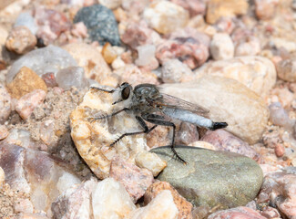 Robber Fly (Genus Efferia) Perched on a Rock in Colorado