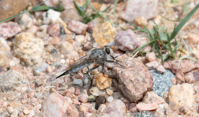 A Robber Fly (Genus Efferia) Perched on Rocks in Colorado