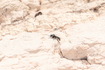 Eucyrtopogon Robber Fly Perched on White Rock in Colorado