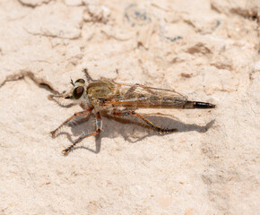 A Proctacanthella Robber Fly Resting on a Rock in Colorado