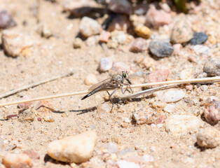 Proctacanthella Robber Fly on Gravel in Colorado