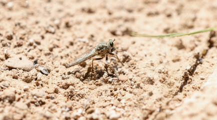 Proctacanthella Robber Fly on Colorado Soil in Sunny Daytime