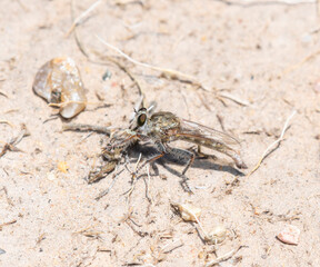 Proctacanthella Robber Fly Feeding on Prey in Colorado