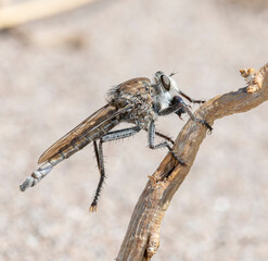 Proctacanthus Robber Fly Perched on Twig in Colorado