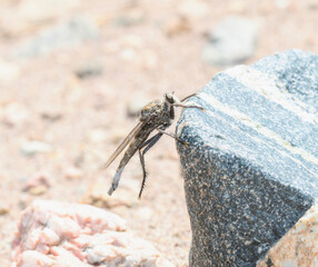 Proctacanthus Robber Fly Perched on a Rock in Colorado