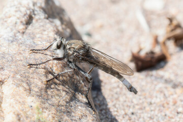 Proctacanthus Robber Fly Perched on a Rock in Colorado