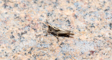 A Tetrix Pygmy Grasshopper Perched on a Rocky Surface in Colorado