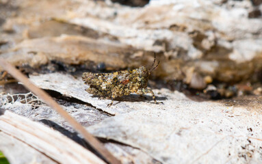Tetrix Pygmy Grasshopper on Bark in Colorado