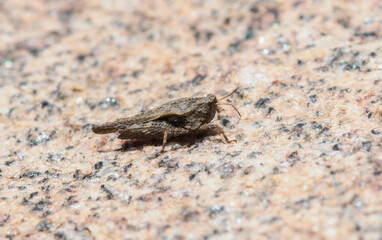 A Tetrix Pygmy Grasshopper Resting on Granite in Colorado