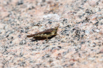 Tetrix Pygmy Grasshopper on a Colorado Rock