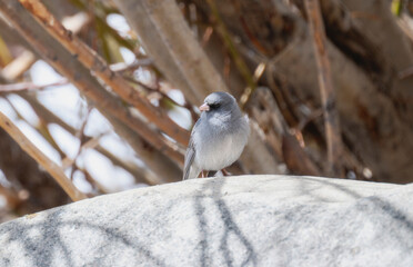 Gray-Headed Junco (ssp. caniceps) Perched on a Rock in Colorado
