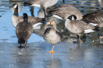 Greater White-fronted Goose (Anser albifrons) Standing on Ice in Colorado