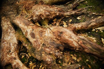 Tree Root