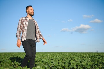 Agronomist inspecting soya bean crops growing in the farm field. Agriculture production concept. young agronomist examines soybean crop on field in summer. Farmer on soybean field