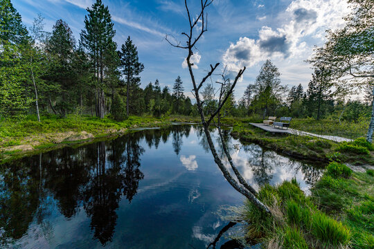 Family hike in the Wildrosenmoos Westallgau water trail near Oberreute Sulzberg