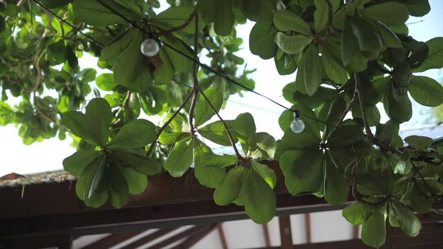 Light decoration in almond tree